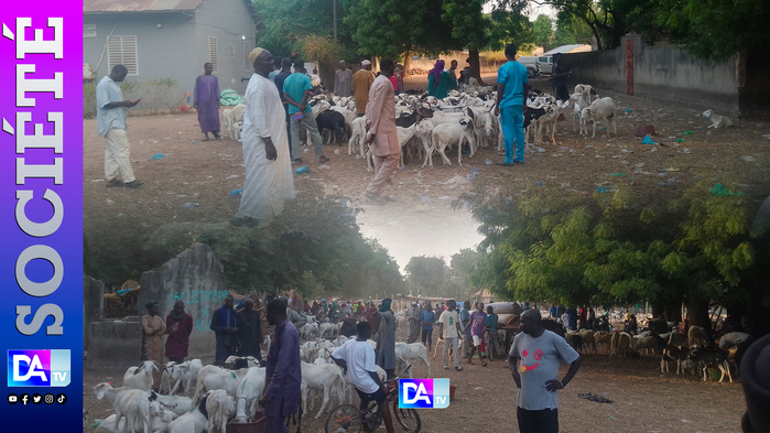 Préparatifs Tabaski à Kolda : Disponibilité des moutons, mais intouchables et l’argent fait défaut… Préparatifs Tabaski à Kolda : Disponibilité des moutons, mais intouchables et l’argent fait défaut…