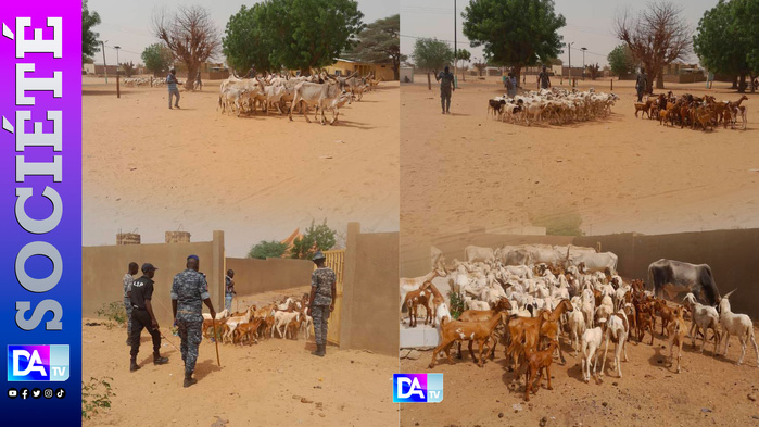 un vaste réseau de voleurs de bétail démantelé, 144 têtes saisies par la gendarmerie un vaste réseau de voleurs de bétail démantelé, 144 têtes saisies par la gendarmerie