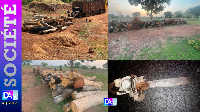 Trafic de bois : un réseau démantelé à Médina Yoro Foulah, 10 personnes arrêtées et 250 billons de bois saisis Trafic de bois : un réseau démantelé à Médina Yoro Foulah, 10 personnes arrêtées et 250 billons de bois saisis