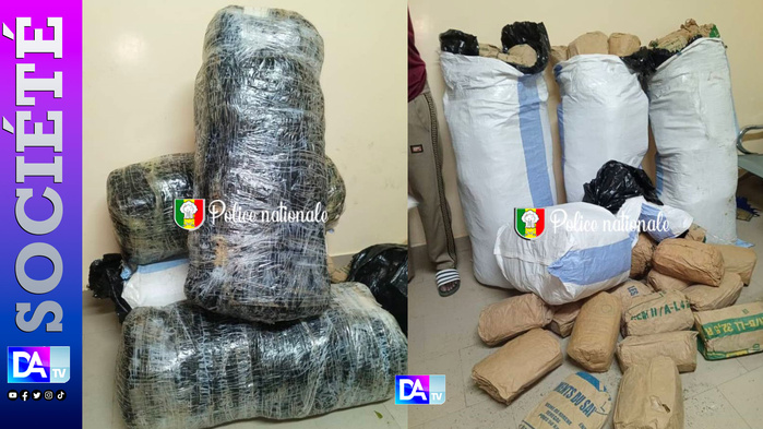 96 kg de chanvre indien saisis à Gazoubile : les trafiquants en fuite 96 kg de chanvre indien saisis à Gazoubile : les trafiquants en fuite