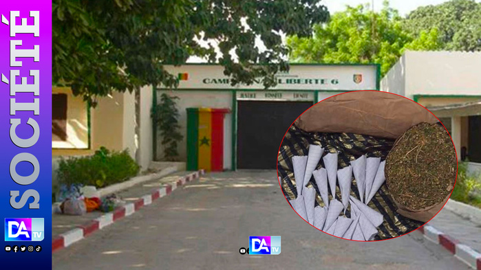 Camp pénal : Le “baron du chanvre” dirigeait son cartel depuis sa cellule – Révélations sur un trafic XXL orchestré par Maodo Malick Diop Camp pénal : Le “baron du chanvre” dirigeait son cartel depuis sa cellule – Révélations sur un trafic XXL orchestré par Maodo Malick Diop