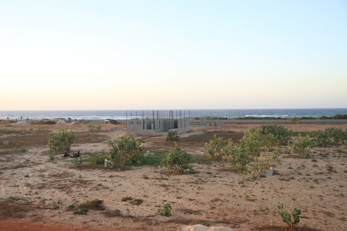 Guédiawaye : Scandale foncier au sein du Collectif des éleveurs et maraîchers de la bande des filaos Guédiawaye : Scandale foncier au sein du Collectif des éleveurs et maraîchers de la bande des filaos