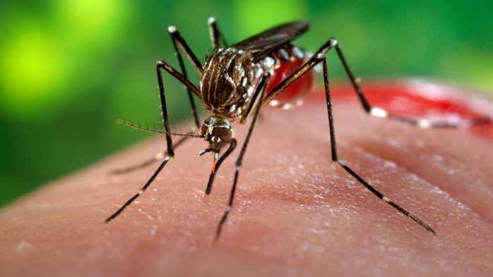 Zika est arrivé en Afrique du Sud