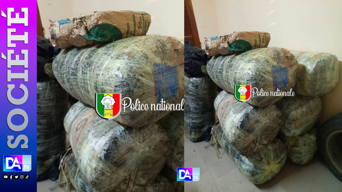 Mbour : 196 kg de chanvre indien saisis par la police Mbour : 196 kg de chanvre indien saisis par la police