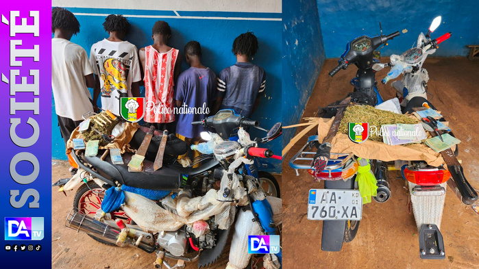 Kolda : un réseau de trafic de drogue démantelé, cinq individus arrêtés avec 1 kg de chanvre et des armes blanches Kolda : un réseau de trafic de drogue démantelé, cinq individus arrêtés avec 1 kg de chanvre et des armes blanches