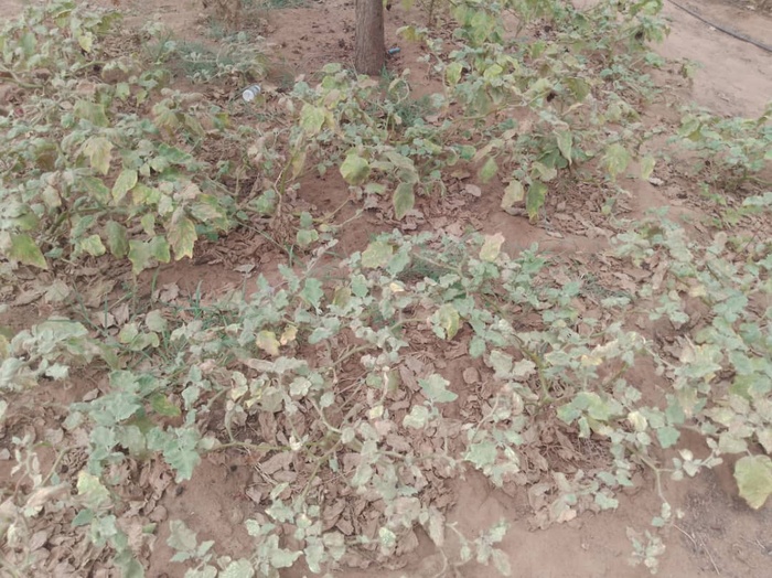 Célébration de la journée de l'arbre à Koyly Alpha : le Maire Gory Ba sollicite une brigade forestière et un poste vétérinaire dans la localité Célébration de la journée de l'arbre à Koyly Alpha : le Maire Gory Ba sollicite une brigade forestière et un poste vétérinaire dans la localité