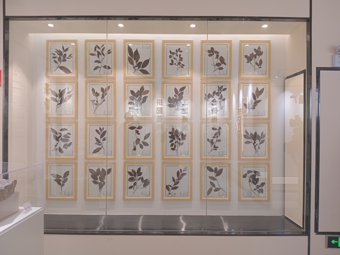 [Reportage] Thé chinois vs Ataya sénégalais : quand le thé transcende les frontières