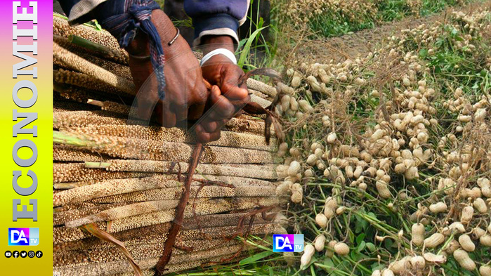 Agriculture : Baisse notable de la production arachidière et céréalière au Sénégal Agriculture : Baisse notable de la production arachidière et céréalière au Sénégal
