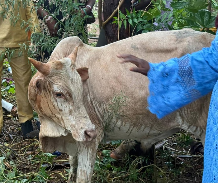 MAC de Linguère / Magal 2025 : Un bœuf offert aux détenus pour la célébration