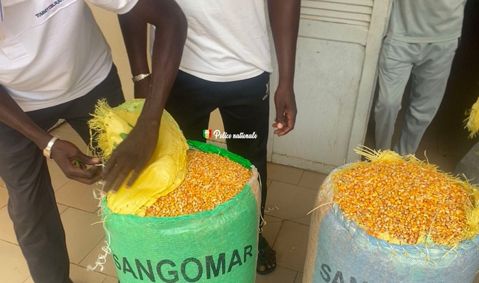 Fatick : 18 kg de chanvre indien saisis par l’OCRTIS, dissimulés dans des sacs de maïs Fatick : 18 kg de chanvre indien saisis par l’OCRTIS, dissimulés dans des sacs de maïs