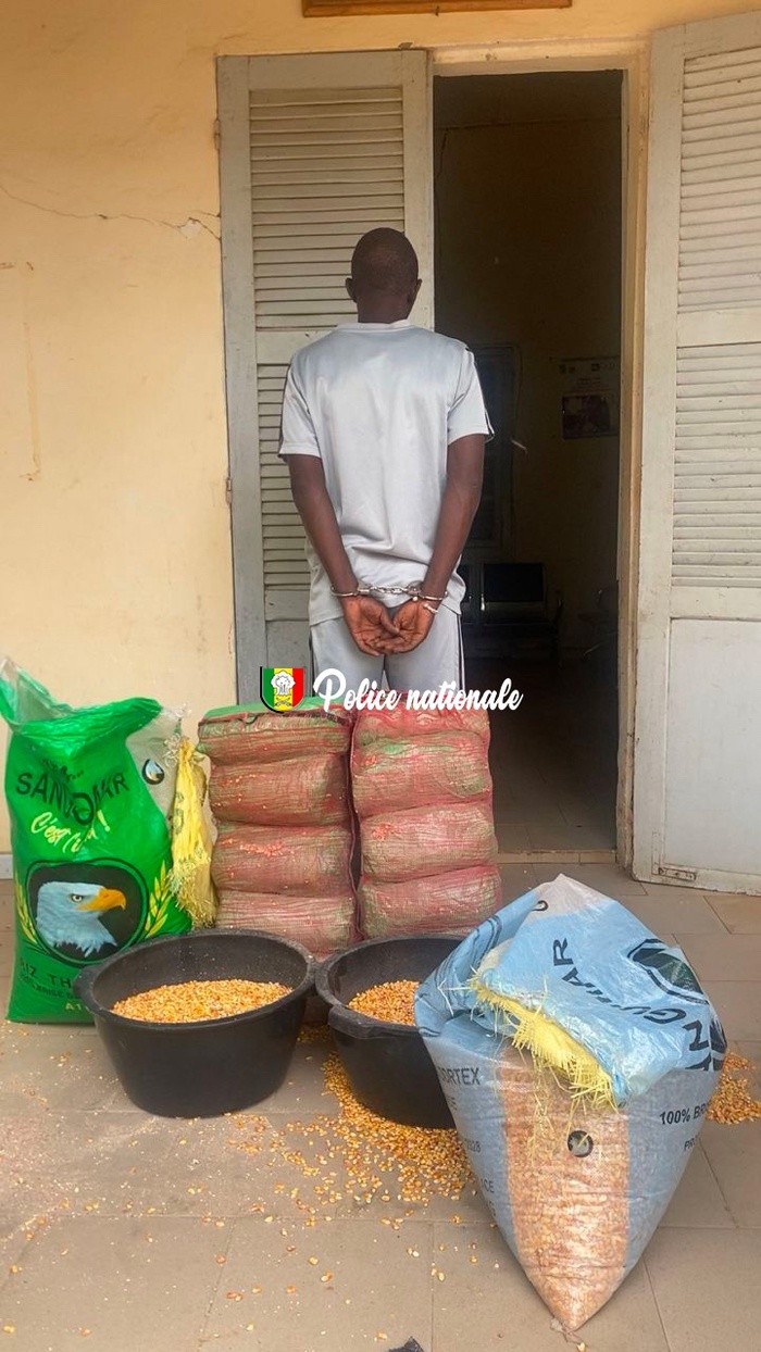 Fatick : 18 kg de chanvre indien saisis par l’OCRTIS, dissimulés dans des sacs de maïs Fatick : 18 kg de chanvre indien saisis par l’OCRTIS, dissimulés dans des sacs de maïs