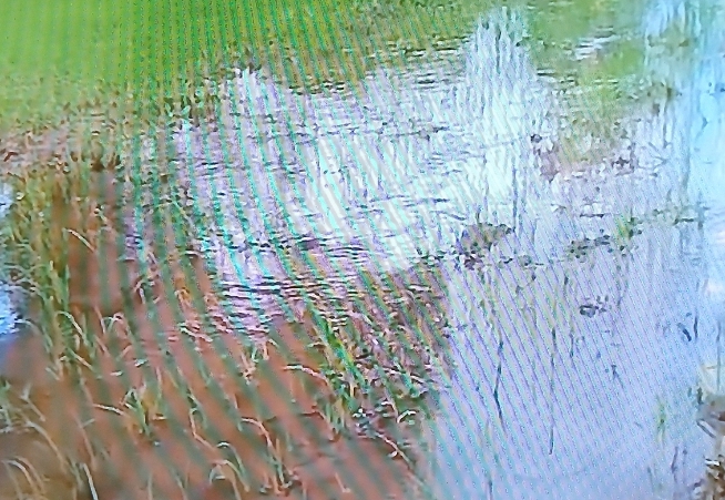 Anambé (Kolda) : Les riziculteurs tirent la sonnette d’alarme face aux inondations Anambé (Kolda) : Les riziculteurs tirent la sonnette d’alarme face aux inondations