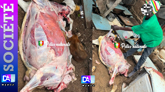 Diamaguène Sicap Mbao : interpellation pour maltraitance animale et vente de viande impropre Diamaguène Sicap Mbao : interpellation pour maltraitance animale et vente de viande impropre