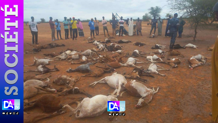 Fanaye (Podor) sous les eaux : 90 moutons et chèvres emportés par les fortes pluies Fanaye (Podor) sous les eaux : 90 moutons et chèvres emportés par les fortes pluies