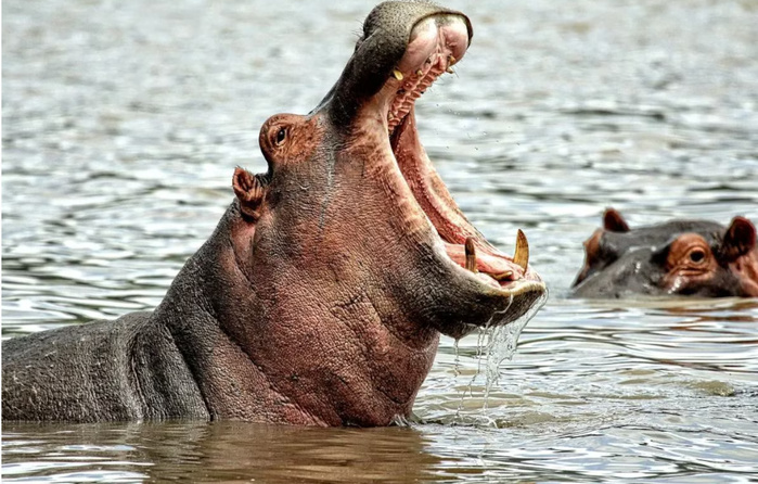 Côte d'Ivoire: un hippopotame fait chavirer une pirogue, 11 disparus Côte d'Ivoire: un hippopotame fait chavirer une pirogue, 11 disparus