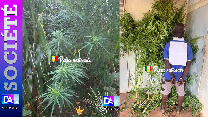 Kédougou : 30 pieds de chanvre indien découverts dans un champ, un homme arrêté