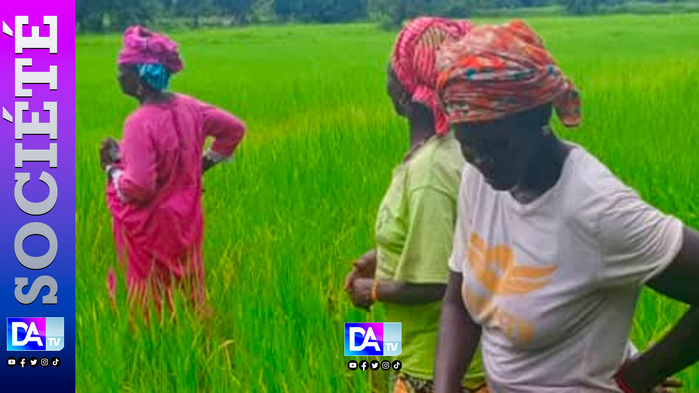 ‎Autosuffisance en riz à Kolda : Le PAIS (programme agricole Italie-Sénégal) satisfait de sa campagne… ‎