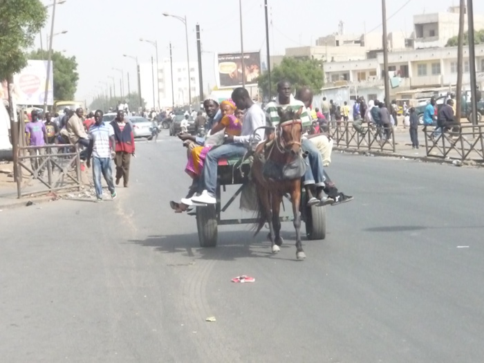 Pour une victoire du OUI, Racine Talla enrôle les charretiers de la banlieue Pour une victoire du OUI, Racine Talla enrôle les charretiers de la banlieue