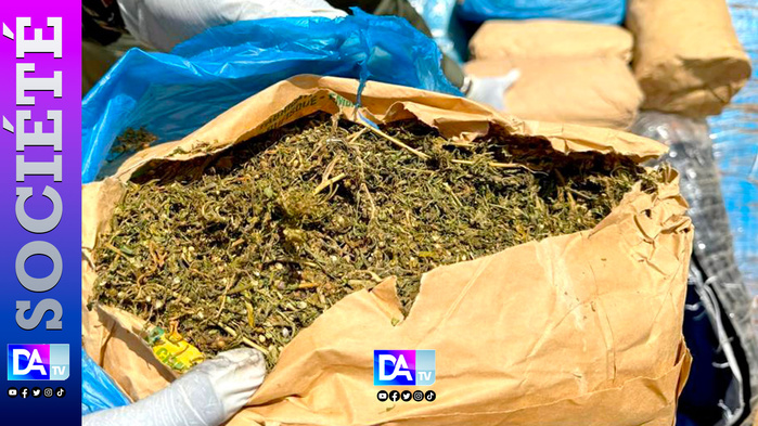 150 kg de chanvre saisis à Djinack Bara : un trafic digne d’un film d’action, entre arrestations, révolte villageoise et fuite spectaculaire 150 kg de chanvre saisis à Djinack Bara : un trafic digne d’un film d’action, entre arrestations, révolte villageoise et fuite spectaculaire