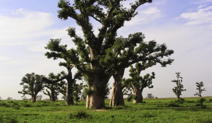 Forêt de Sébikotane : 115 hectares sur le point d’être cédés à la société privée Holding Guèye pour  L’implantation de « port sec » malgré la fronde des populations