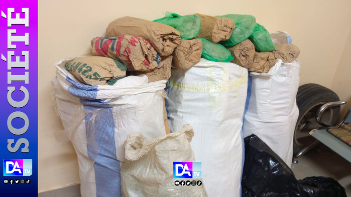 Thiès : 108 kg de chanvre indien saisis à la plage de Mballing par la Brigade régionale des Stupéfiants Thiès : 108 kg de chanvre indien saisis à la plage de Mballing par la Brigade régionale des Stupéfiants