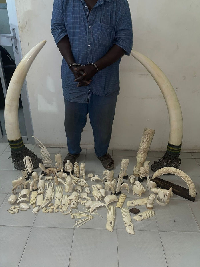 Criminalité faunique : 50 kg d’ivoire d’éléphant composé de deux défenses d’éléphant et d'objets en ivoire sculptés, saisis à Dakar Criminalité faunique : 50 kg d’ivoire d’éléphant composé de deux défenses d’éléphant et d'objets en ivoire sculptés, saisis à Dakar