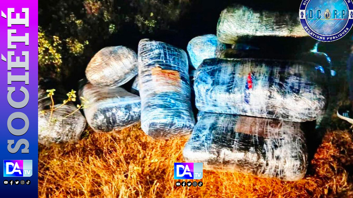 Fatick : Une quantité de 500 kg de chanvre indien saisie par la gendarmerie