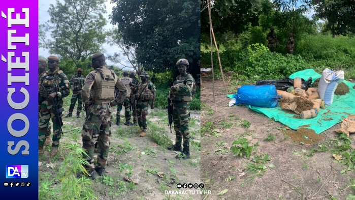 Fimela: 930 kg de chanvre indien saisis en l’espace d’une semaine