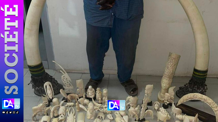 Criminalité faunique au Sénégal- affaire des 50 kg d’ivoire saisis à Ouakam: Un deuxième présumé trafiquant associé arrêté