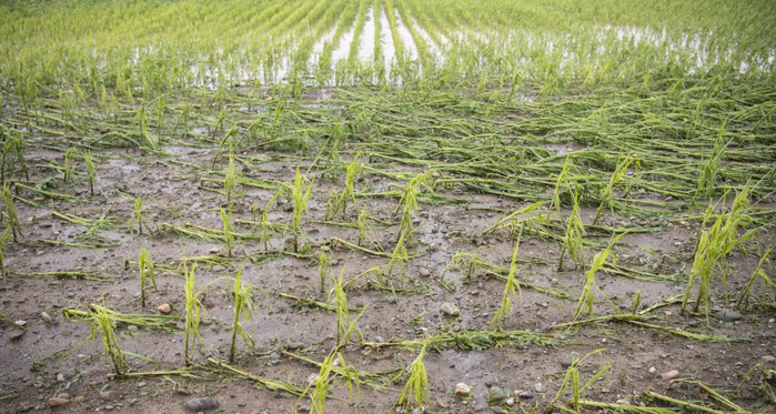 Pertes post-récoltes : Le Sénégal expérimente les « technologies appropriées »