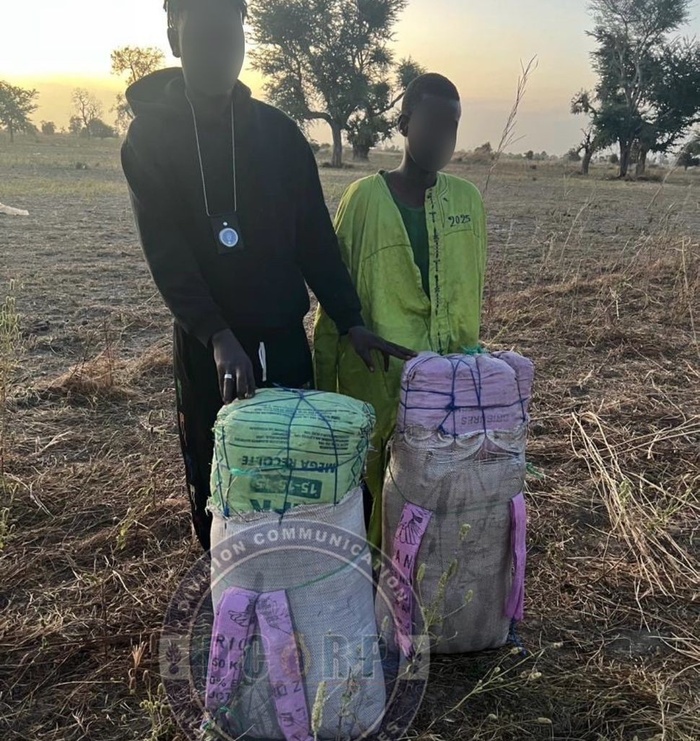 Lutte contre le trafic de drogue : trois individus arrêtés à Kaolack avec 53 kg de chanvre indien