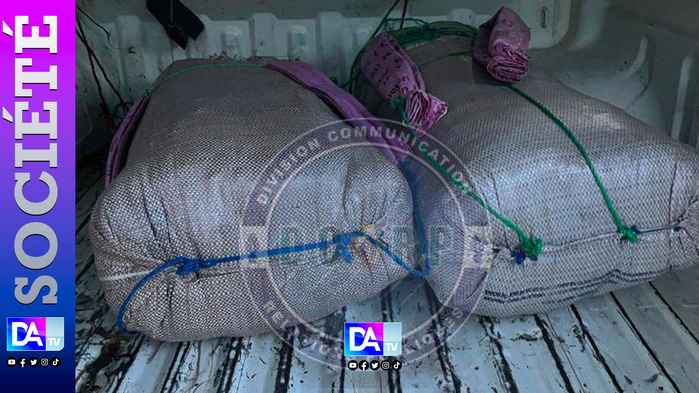 Aéré Lao, Sabodala et Kaolack :trois opérations coordonnées aboutissent à des interpellations et saisies majeures de 88 kg de chanvre indien