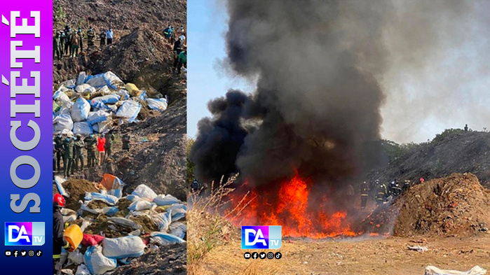 Ziguinchor : Incinération de 5 tonnes de chanvre indien et 5 milliards de billets noirs Ziguinchor : Incinération de 5 tonnes de chanvre indien et 5 milliards de billets noirs