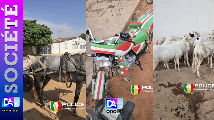 Kaolack: Un gang spécialisé dans le vol de bétail démantelé à Nioro, 8 béliers récupérés Kaolack: Un gang spécialisé dans le vol de bétail démantelé à Nioro, 8 béliers récupérés