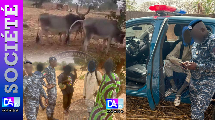 Nioro : un présumé voleur de bétail interpellé en flagrant délit… Six bœufs volés récupérés
