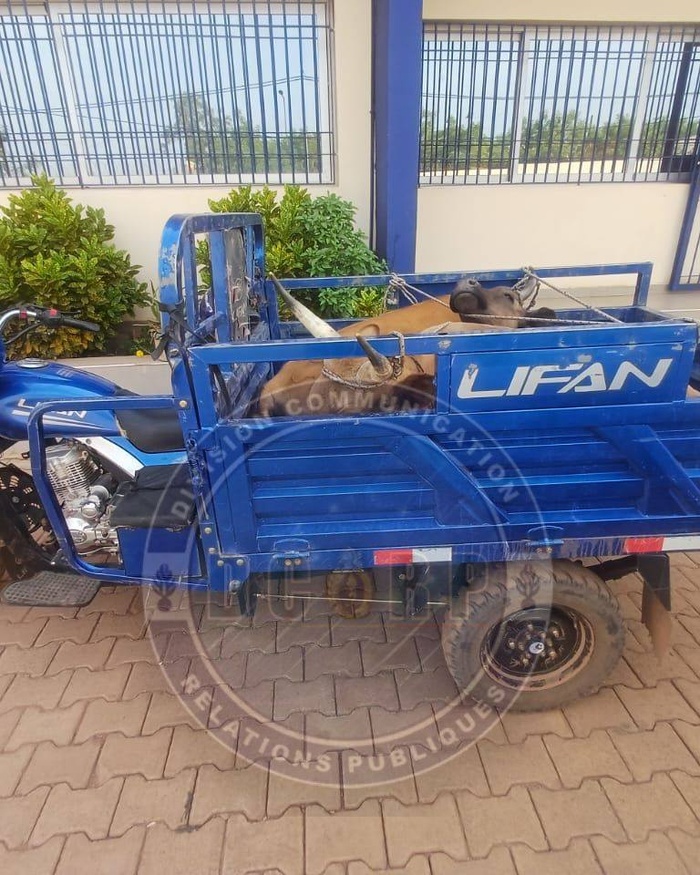 Lutte contre la criminalité : une bande armée démantelée à Kédougou Lutte contre la criminalité : une bande armée démantelée à Kédougou