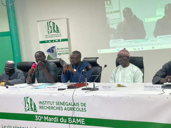 Riz sénégalais : chercheurs, autorités et producteurs réfléchissent aux stratégies face à la chute des prix mondiaux