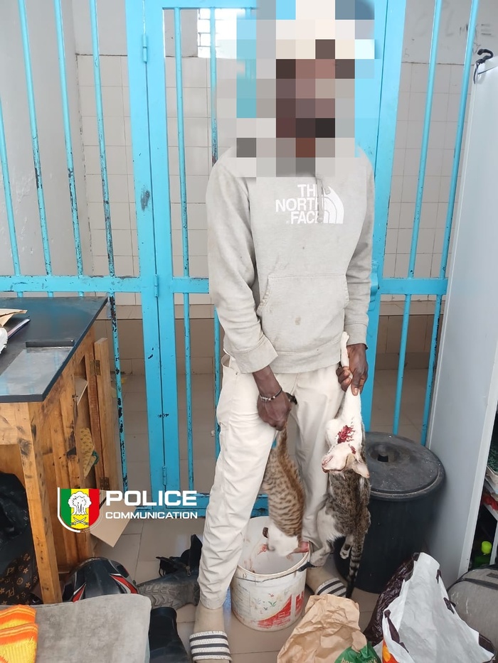 Corniche-Ouest : un vendeur de brochettes de viande de chat interpellé par la Police Corniche-Ouest : un vendeur de brochettes de viande de chat interpellé par la Police