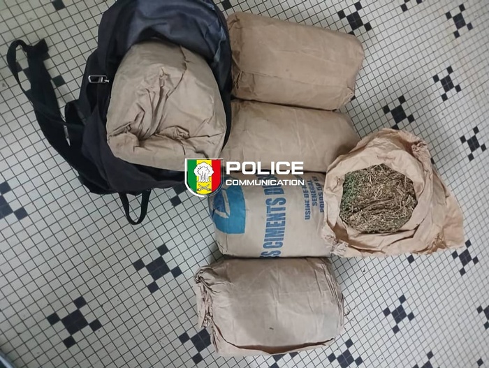 Trafic de drogue à Sédhiou  : 179 kg de chanvre indien saisis , un convoyeur arrêté