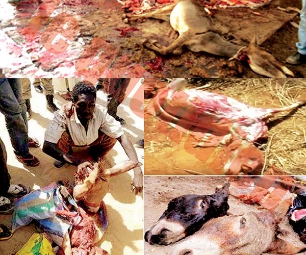 Abattage des ânes : La grande boucherie - « 240 tonnes de viande enregistrées en 2015 » 