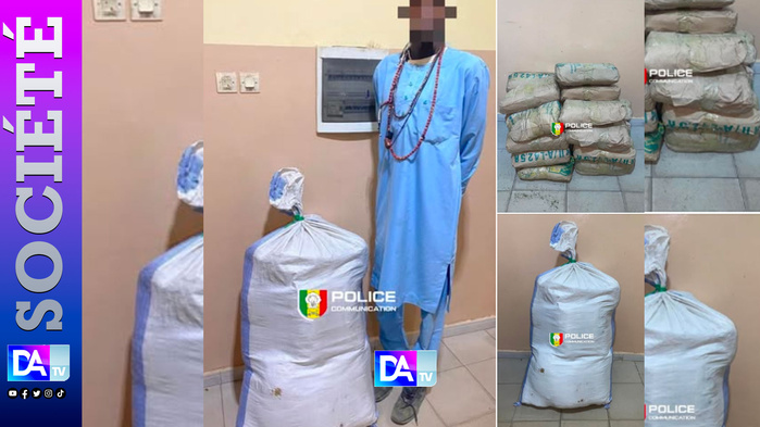 Kaolack : 25 kg de chanvre indien saisis dans une opération contre le trafic transfrontalier Kaolack : 25 kg de chanvre indien saisis dans une opération contre le trafic transfrontalier