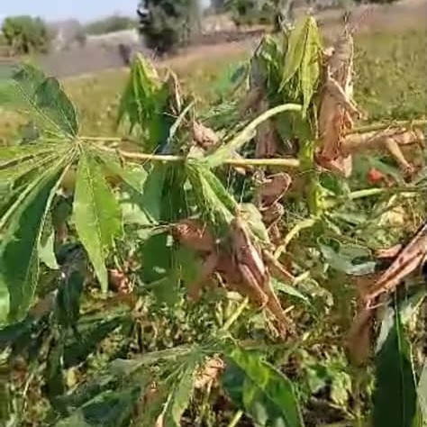 Ngayène Sabakh / Présence de criquets pèlerins dans les champs et les périmètres maraichers : les producteurs lancent un SOS