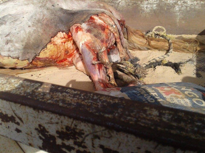 Abattage clandestin de cheval : Comment la Gendarmerie a arrêté les bandits