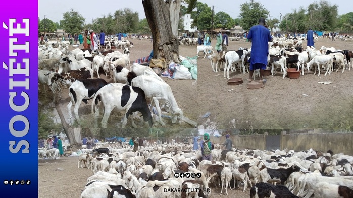 Thiès- crd préparatoire de la Tabaski: 230 mille moutons attendus...Vives inquiétudes avec la grève des transporteurs Thiès- crd préparatoire de la Tabaski: 230 mille moutons attendus...Vives inquiétudes avec la grève des transporteurs