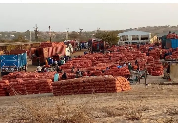 Marché de Potou : les producteurs d’oignon entre espoir et inquiétudes face à la concurrence Marché de Potou : les producteurs d’oignon entre espoir et inquiétudes face à la concurrence