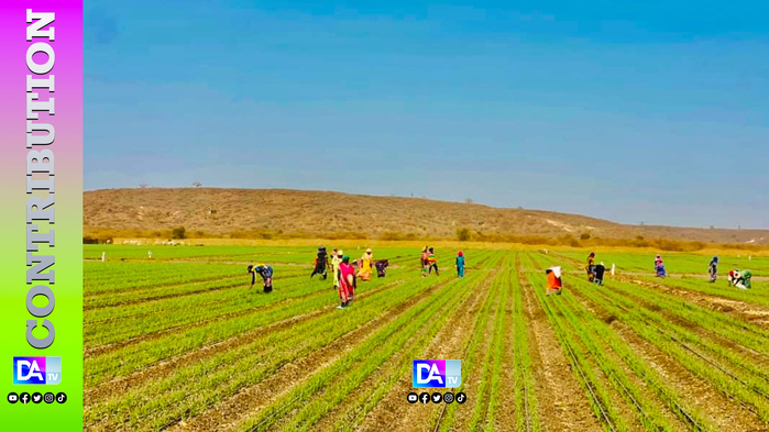 Souveraineté Alimentaire : Ce que le « Miracle Chinois » enseigne à la Vision Sénégal 2050 Souveraineté Alimentaire : Ce que le « Miracle Chinois » enseigne à la Vision Sénégal 2050