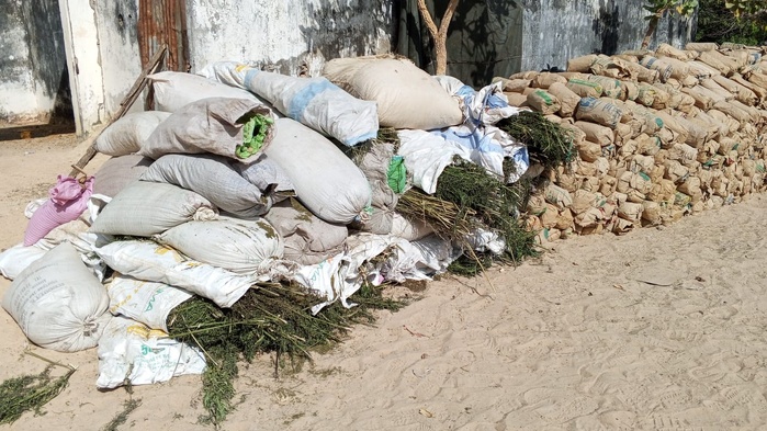 Casamance : L’Armée frappe fort contre les réseaux de chanvre indien Casamance : L’Armée frappe fort contre les réseaux de chanvre indien