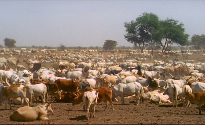 Vol de bétail à Touba Sam Fall : la gendarmerie de Dahra Djoloff arrête deux individus avec 24 moutons