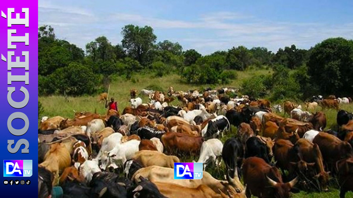 Vol de bétail à Oulampane : 116 bœufs emportés, plus de 35 millions FCFA partis en fumée
