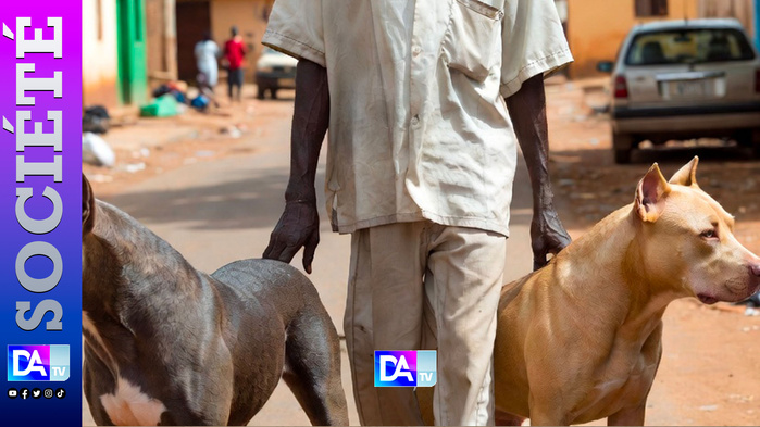 Thiaroye-sur-Mer : accusé d’agressions sexuelles sur des mineurs sous la menace de chiens, Nd.Sow risque 20 ans de réclusion